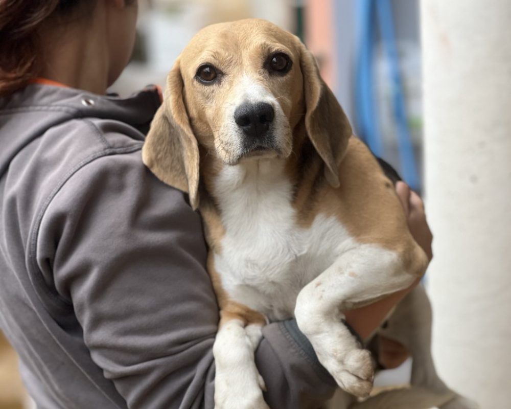 Paname - Chien Beagle à adopter - photo 2