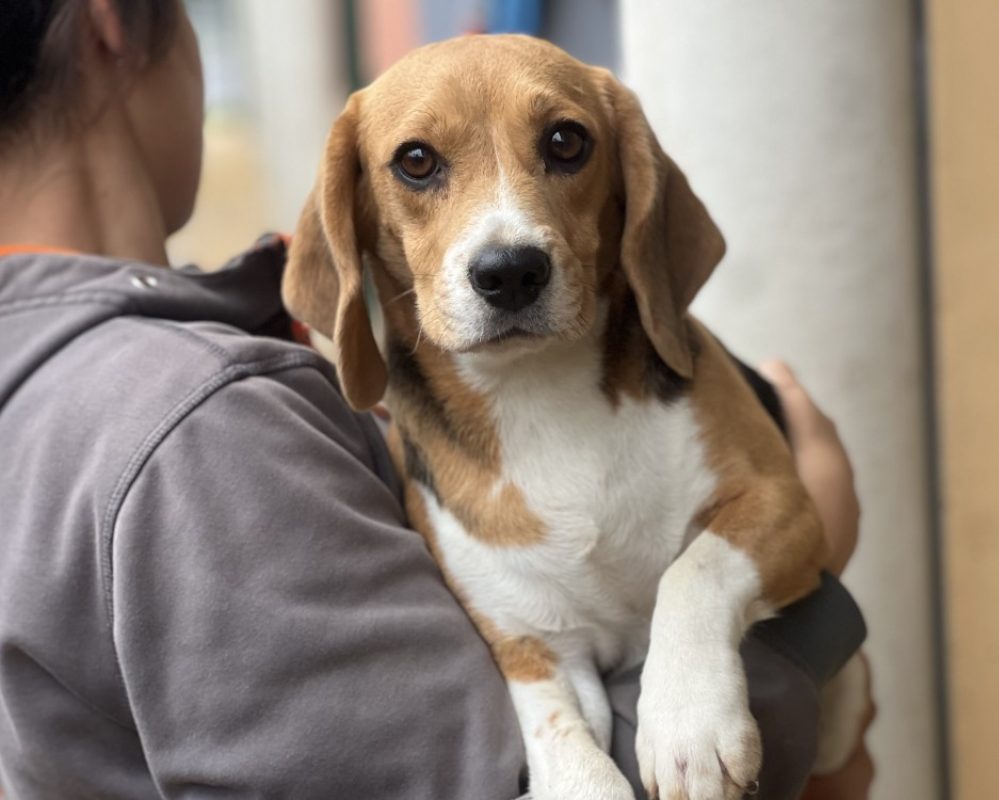 Thalassa - Chien Beagle à adopter