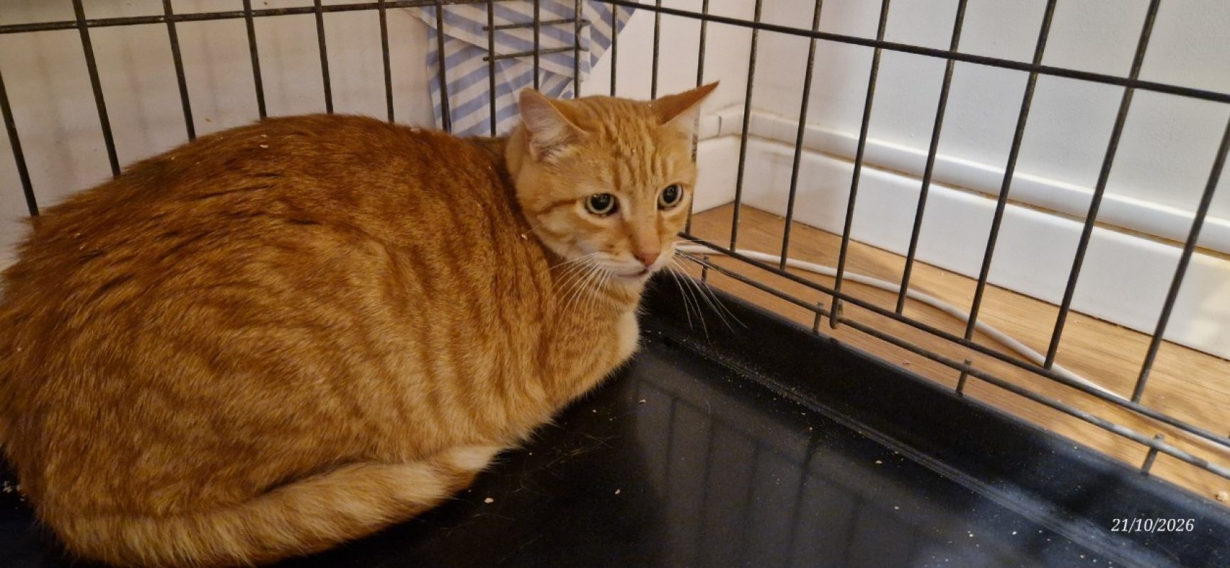 Roucky - Chat Européen à adopter