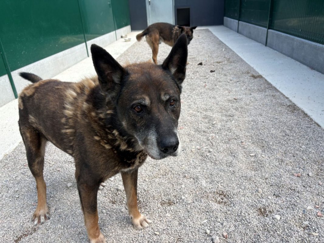 Jeff - Chien Berger Belge Malinois à adopter