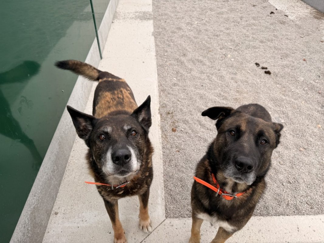 Jeff - Chien Berger Belge Malinois à adopter - photo 2