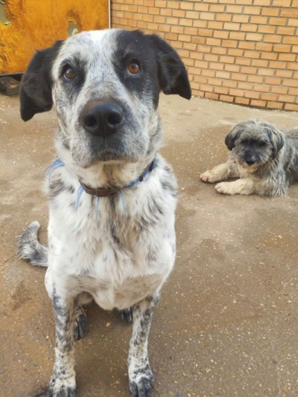 YALA - Chien Mâtin Espagnol à adopter - photo 2