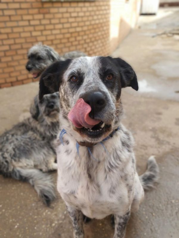 YALA - Chien Mâtin Espagnol à adopter - photo 5
