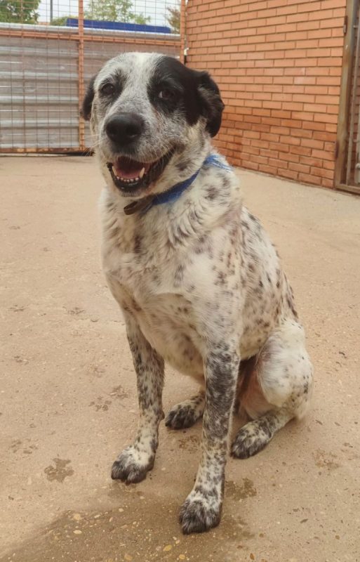 YALA - Chien Mâtin Espagnol à adopter - photo 4