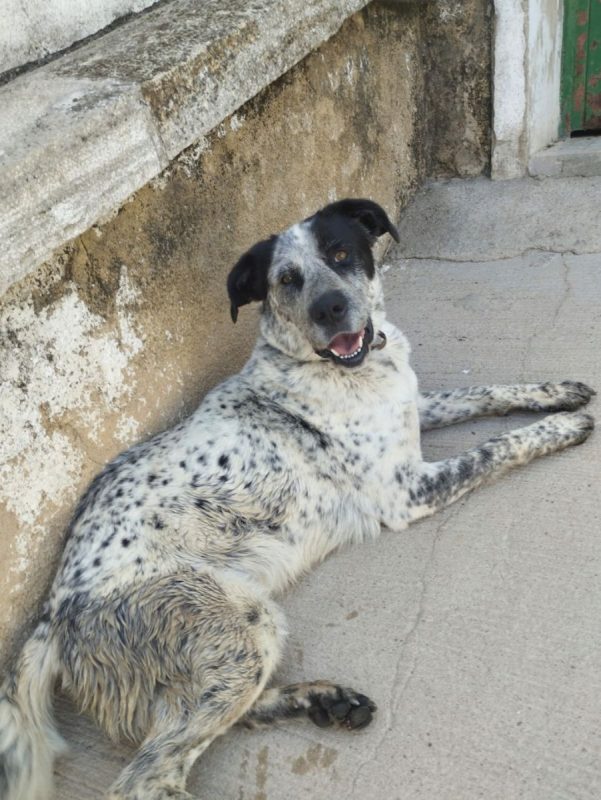 YALA - Chien Mâtin Espagnol à adopter - photo 6