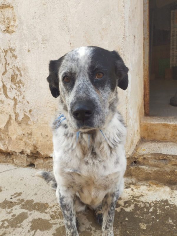 YALA - Chien Mâtin Espagnol à adopter - photo 3