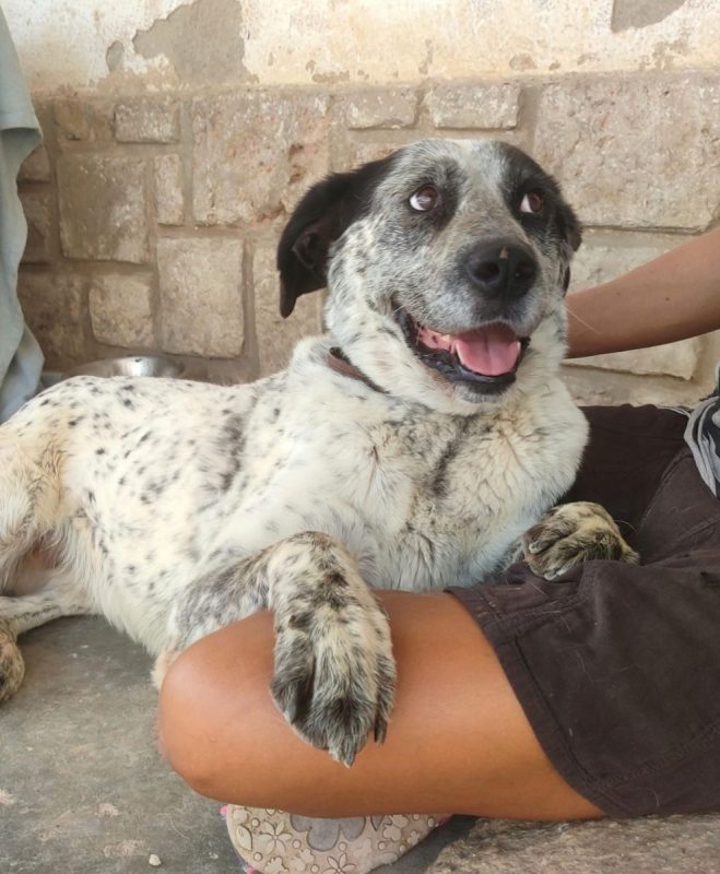 YALA - Chien Mâtin Espagnol à adopter