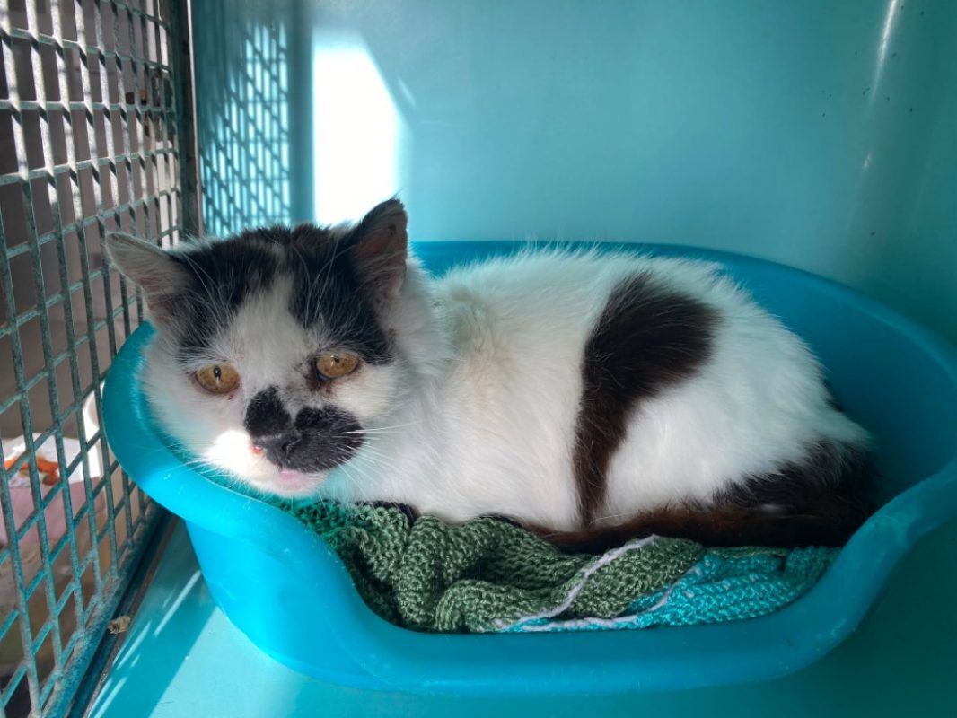 Kavi - Chat Européen à adopter