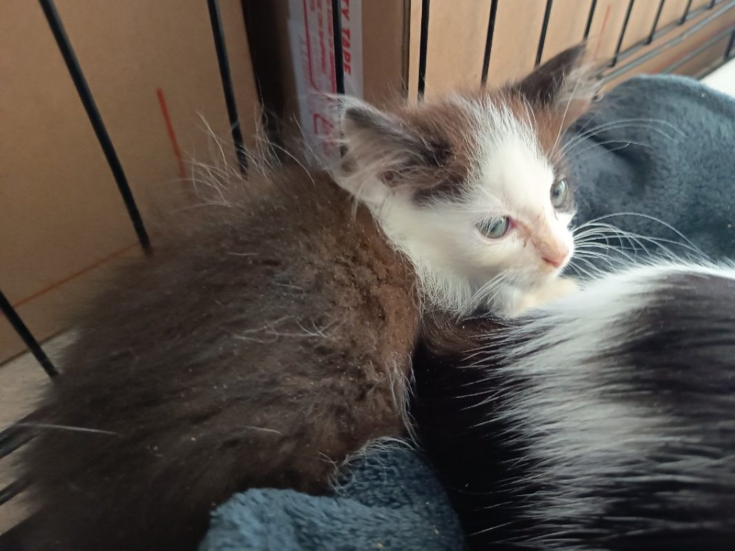 Liner - Chat Européen à adopter