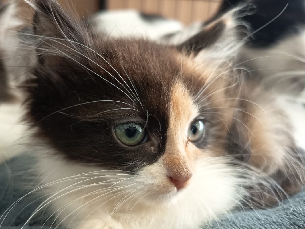Zoeva - Chat Européen à adopter