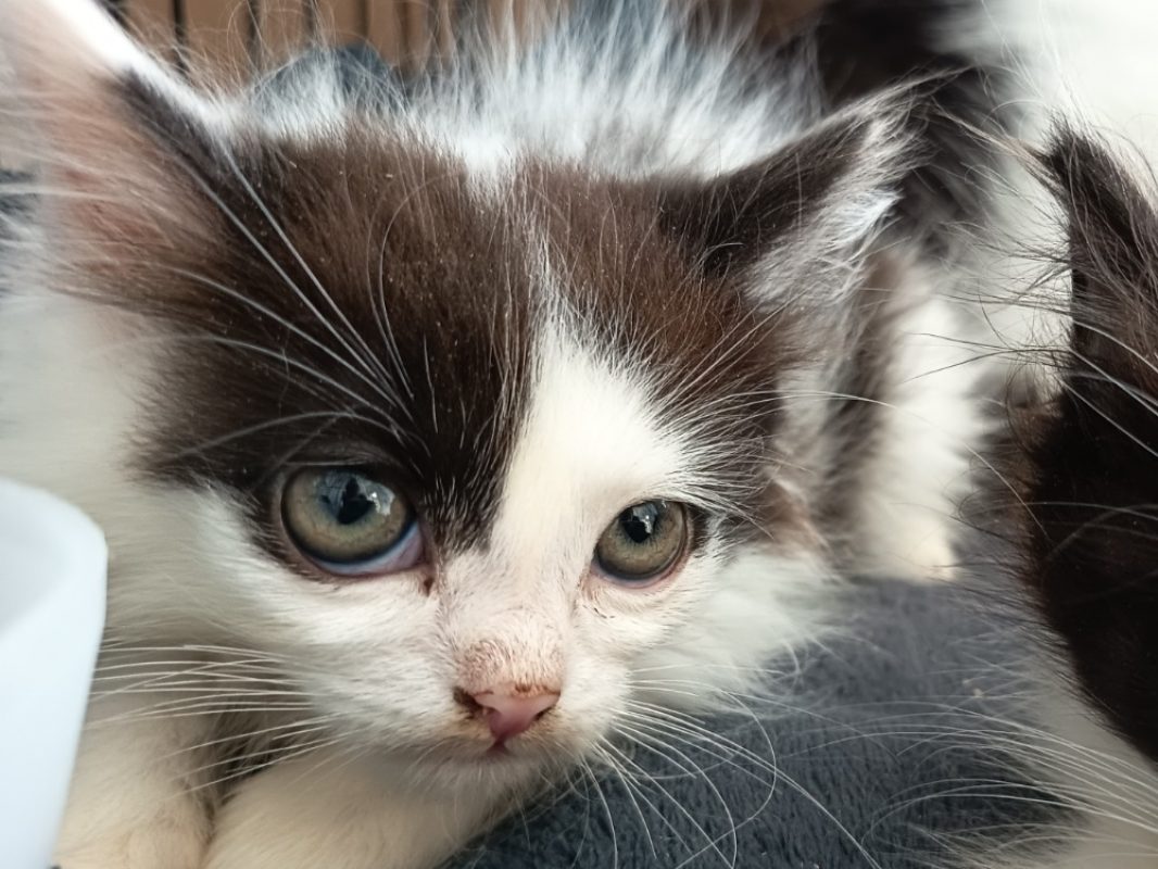 Khol - Chat Européen à adopter
