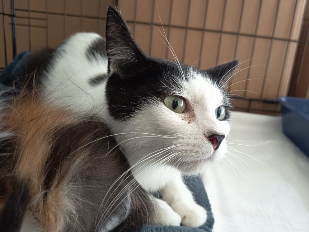 Nyx - Chat Européen à adopter