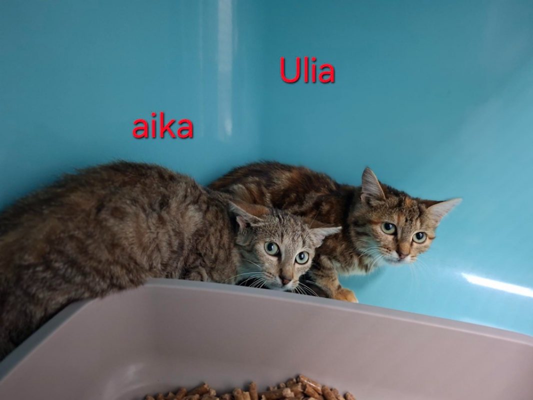 Ulia - Chat Européen à adopter