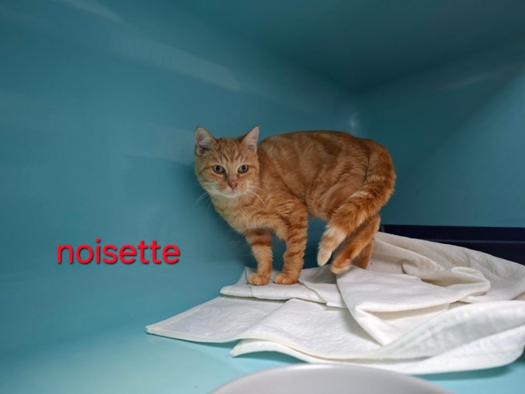 Noisette - Chat Européen à adopter