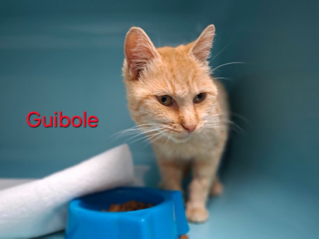 Guibole - Chat Européen à adopter