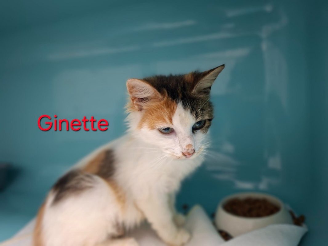 Ginette - Chat Européen à adopter