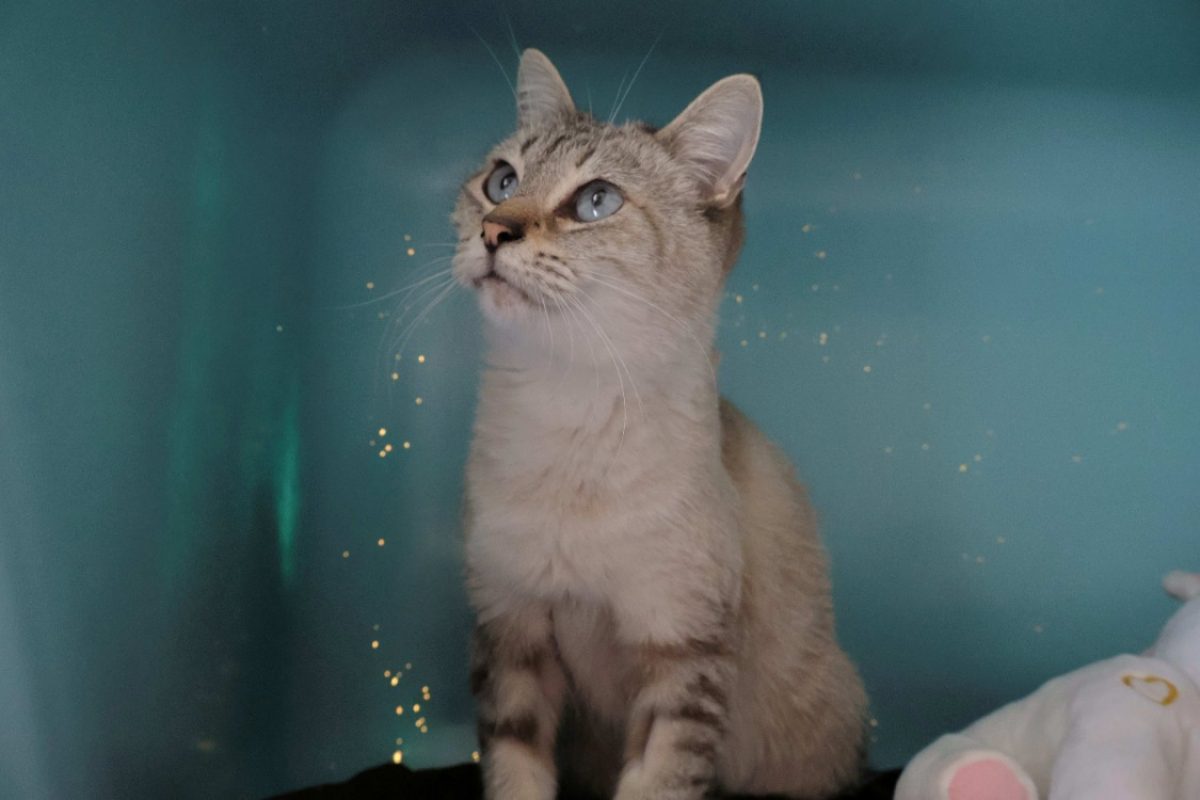 Rita - Chat Siamois à adopter