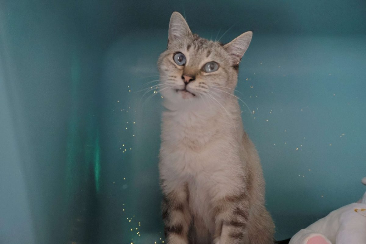 Rita - Chat Siamois à adopter - photo 2