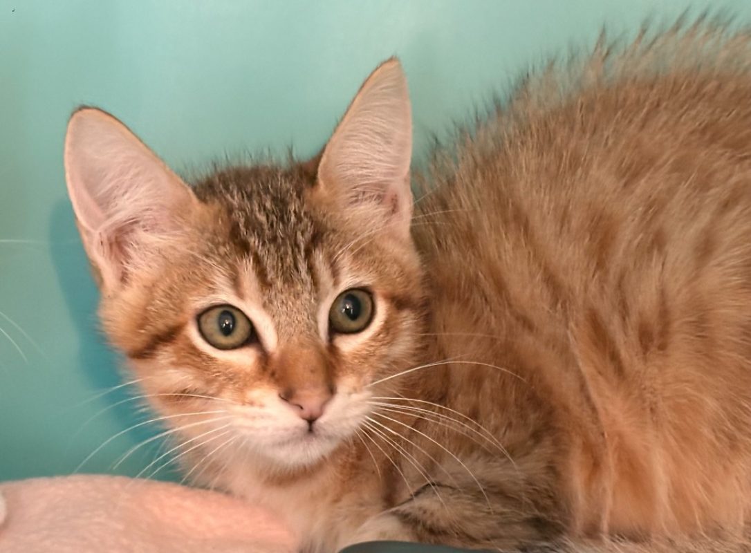 Boxy - Chat Européen à adopter
