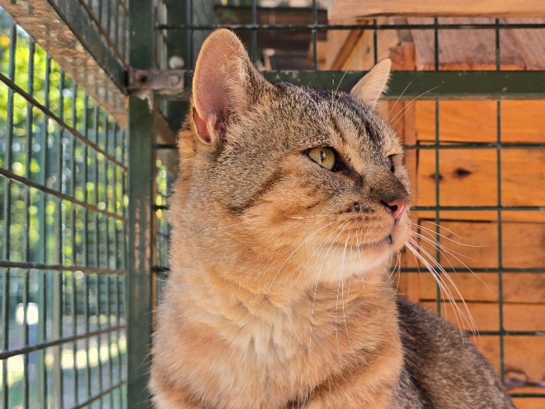 Eros - Chat Européen à adopter