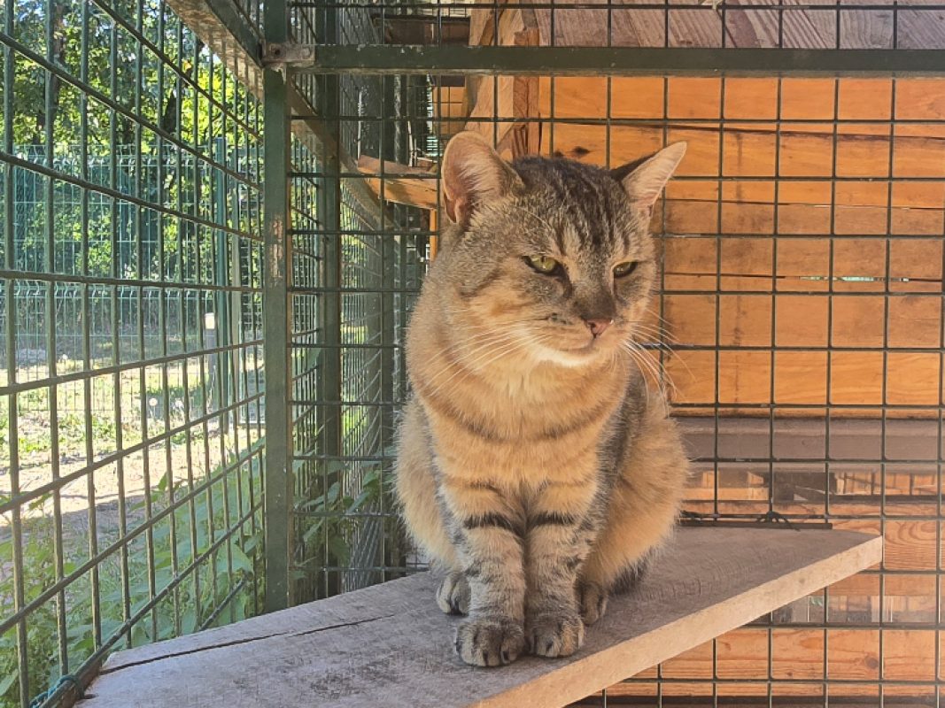 Eros - Chat Européen à adopter - photo 2