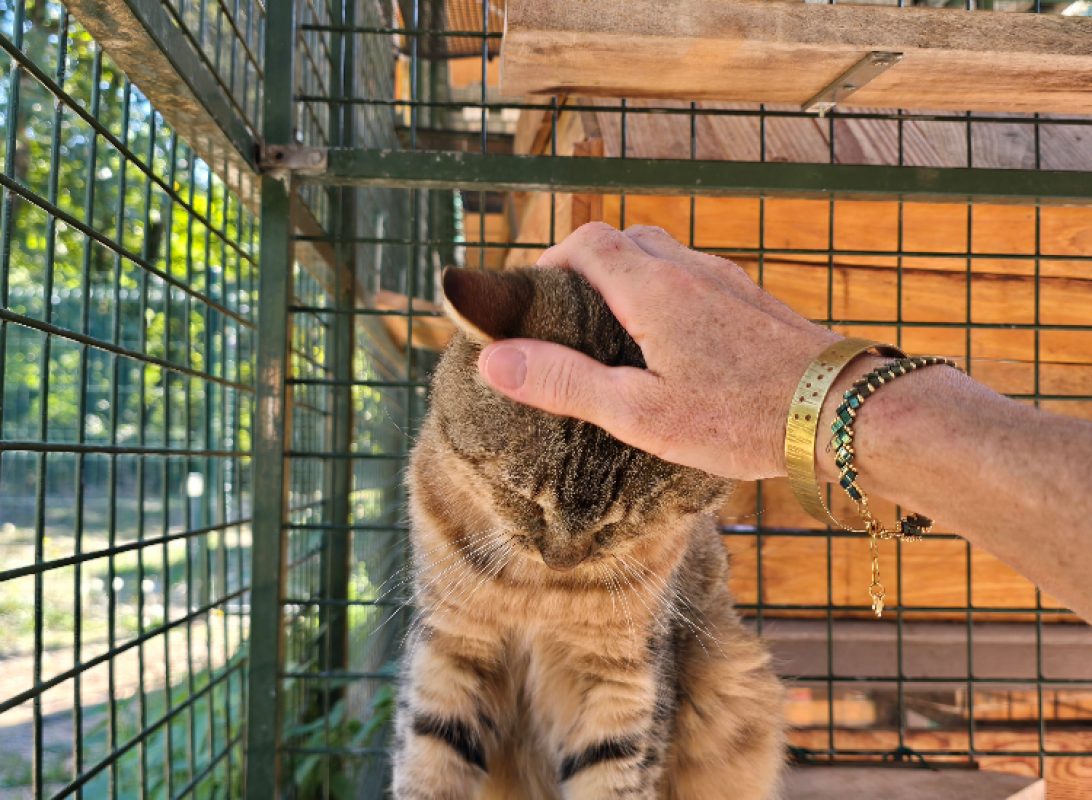 Eros - Chat Européen à adopter - photo 3