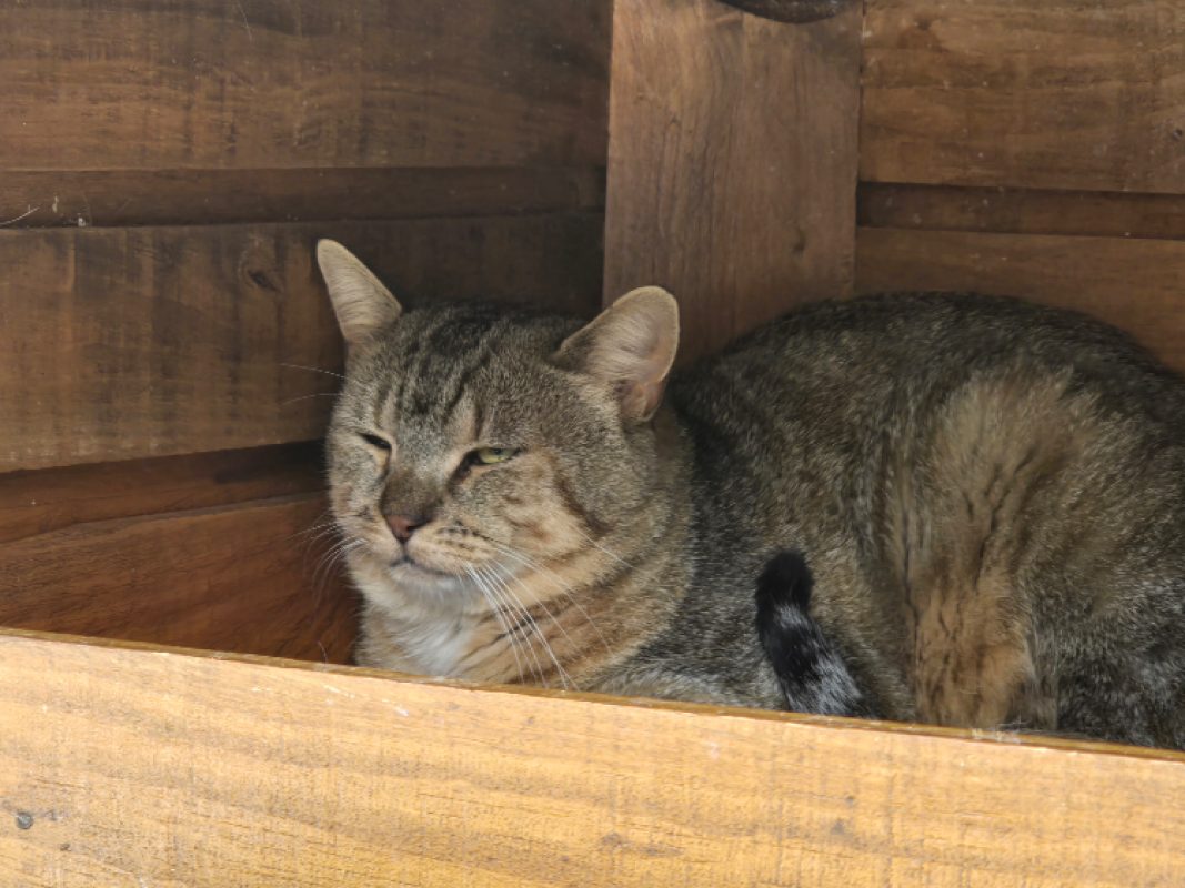 Eros - Chat Européen à adopter - photo 4