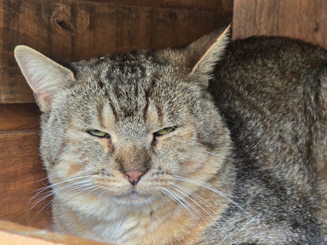 Eros - Chat Européen à adopter - photo 5
