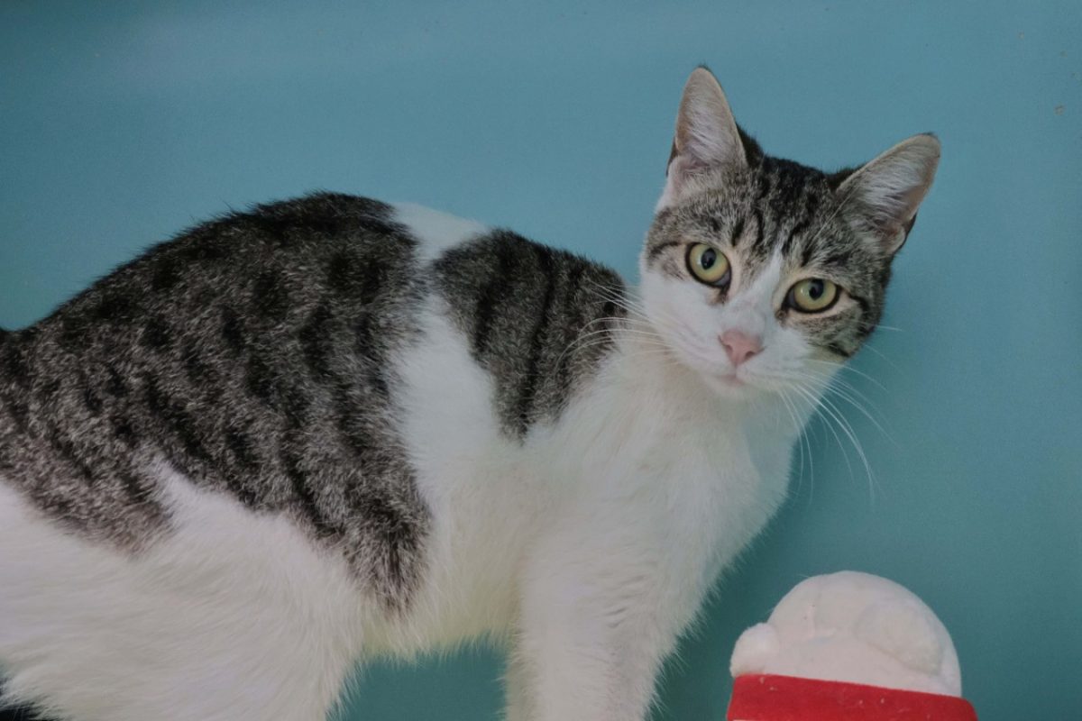 Naya - Chat Européen à adopter