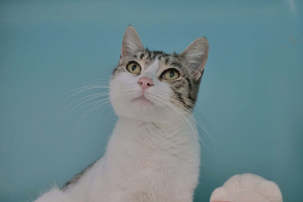 Naya - Chat Européen à adopter - photo 2