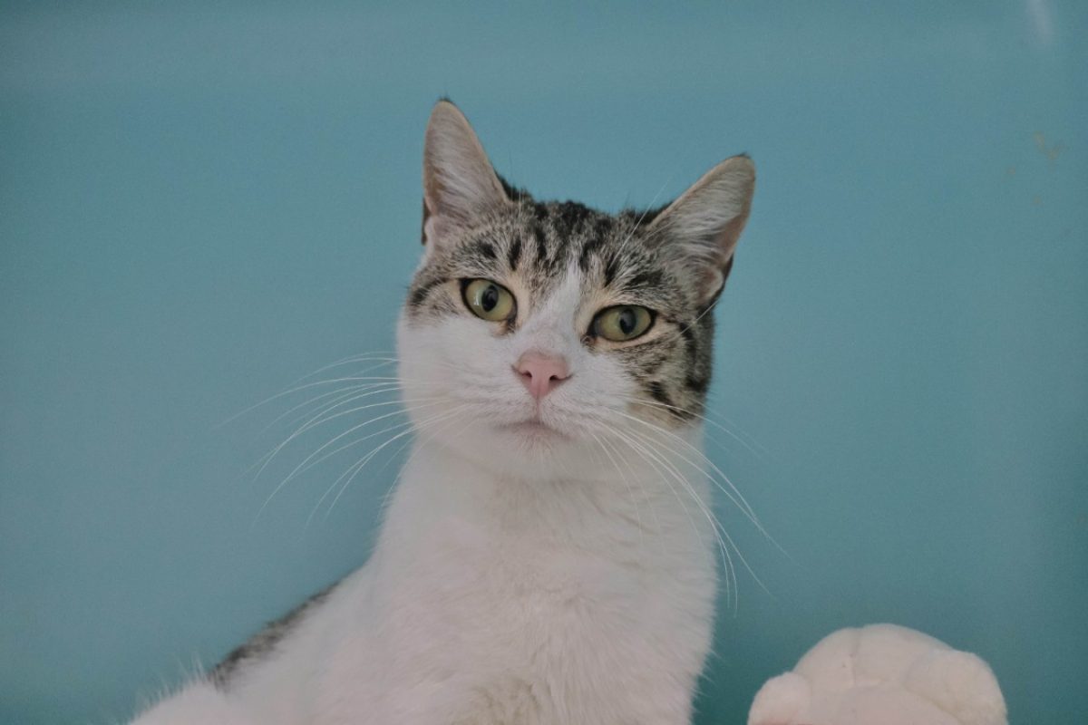 Naya - Chat Européen à adopter - photo 3