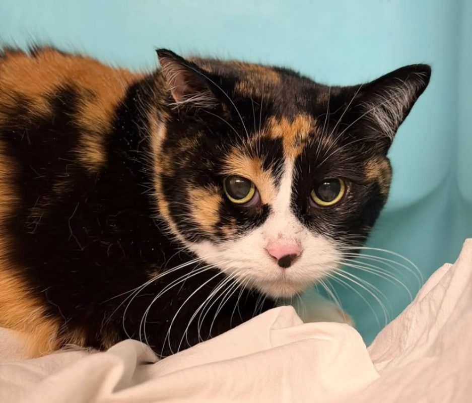 Poupounette - Chat Européen à adopter