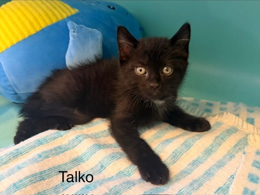 Talko - Chat Européen à adopter