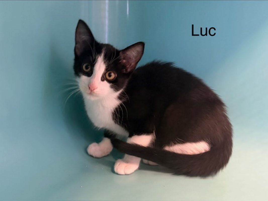 Luc - Chat Européen à adopter