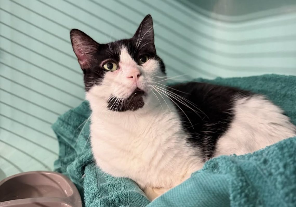 Joaquim - Chat Européen à adopter