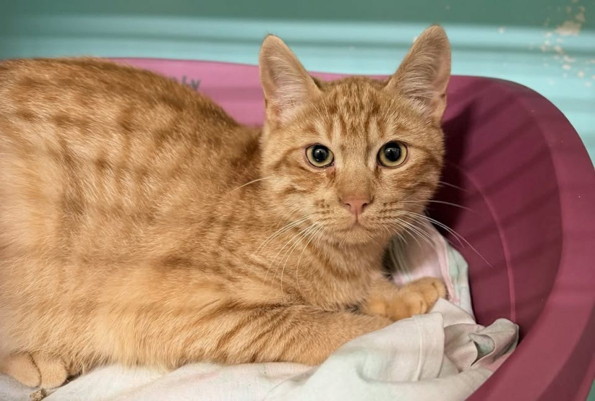 Scott - Chat Européen à adopter