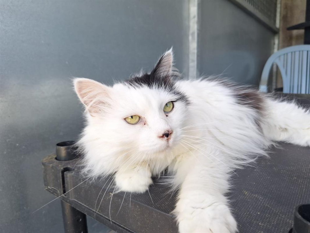 Photo #1 de Choupette