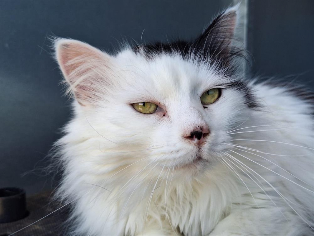 Photo #2 de Choupette