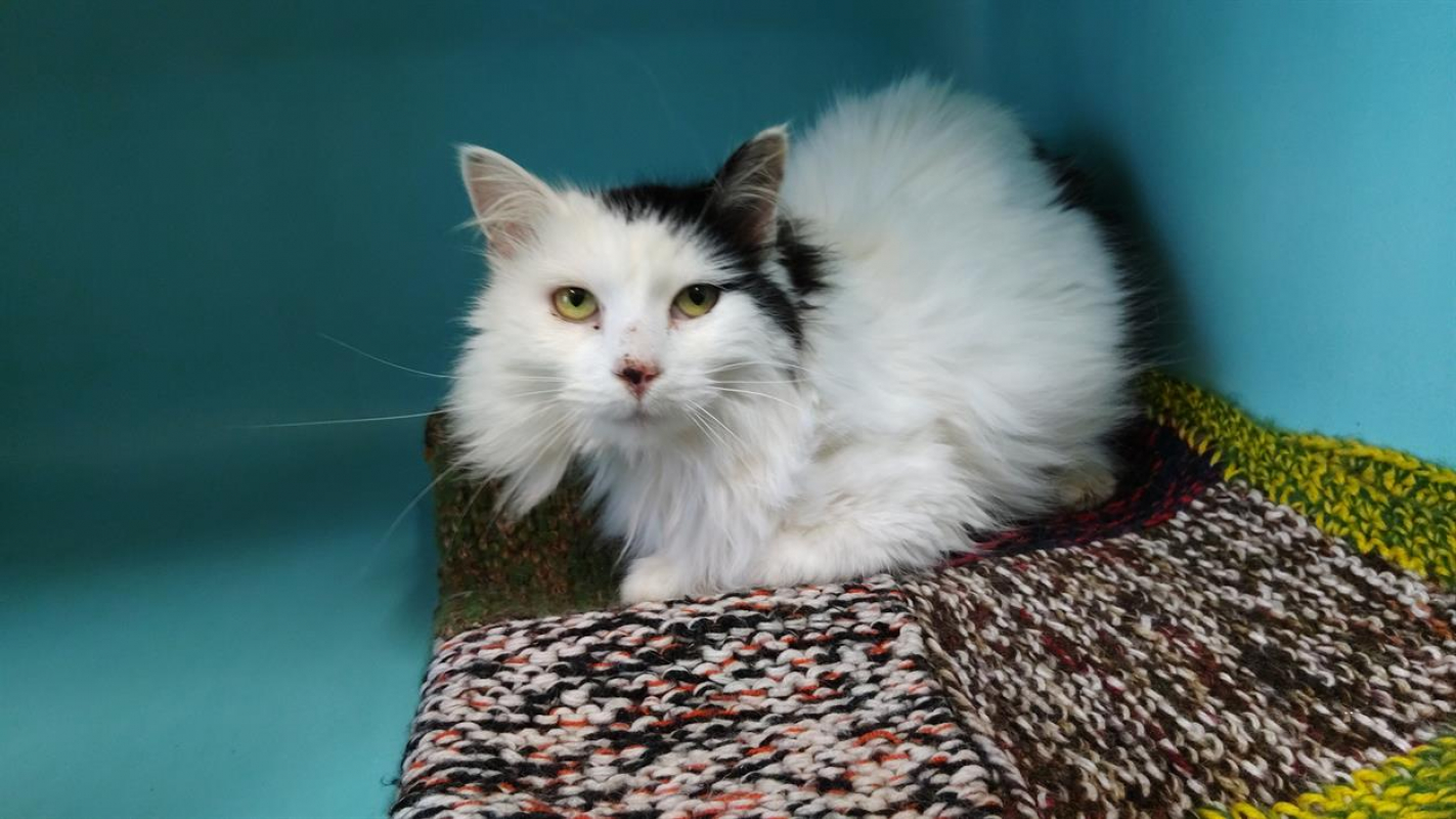 Photo #3 de Choupette