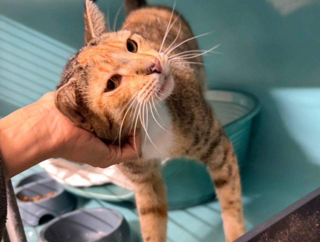 Fripouille - Chat Européen à adopter