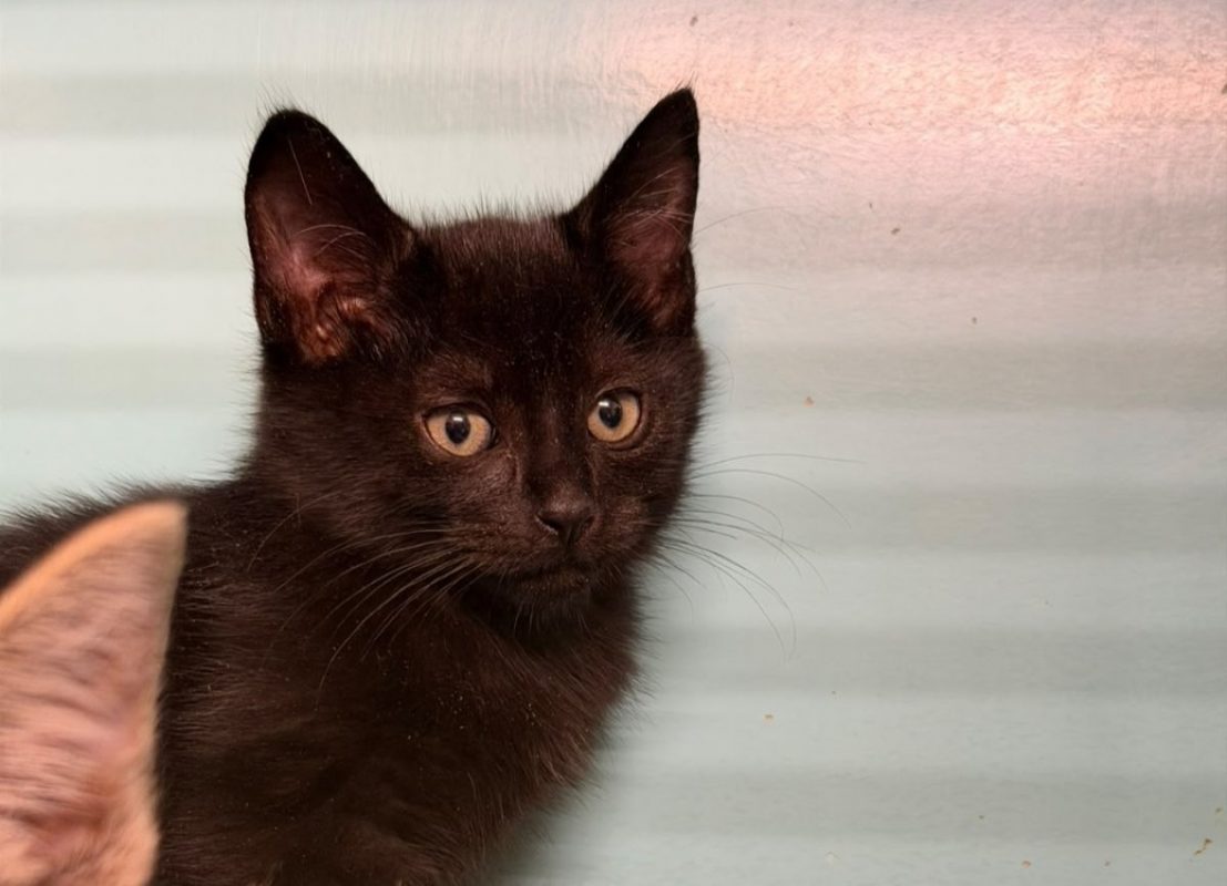 Mugler - Chat Européen à adopter