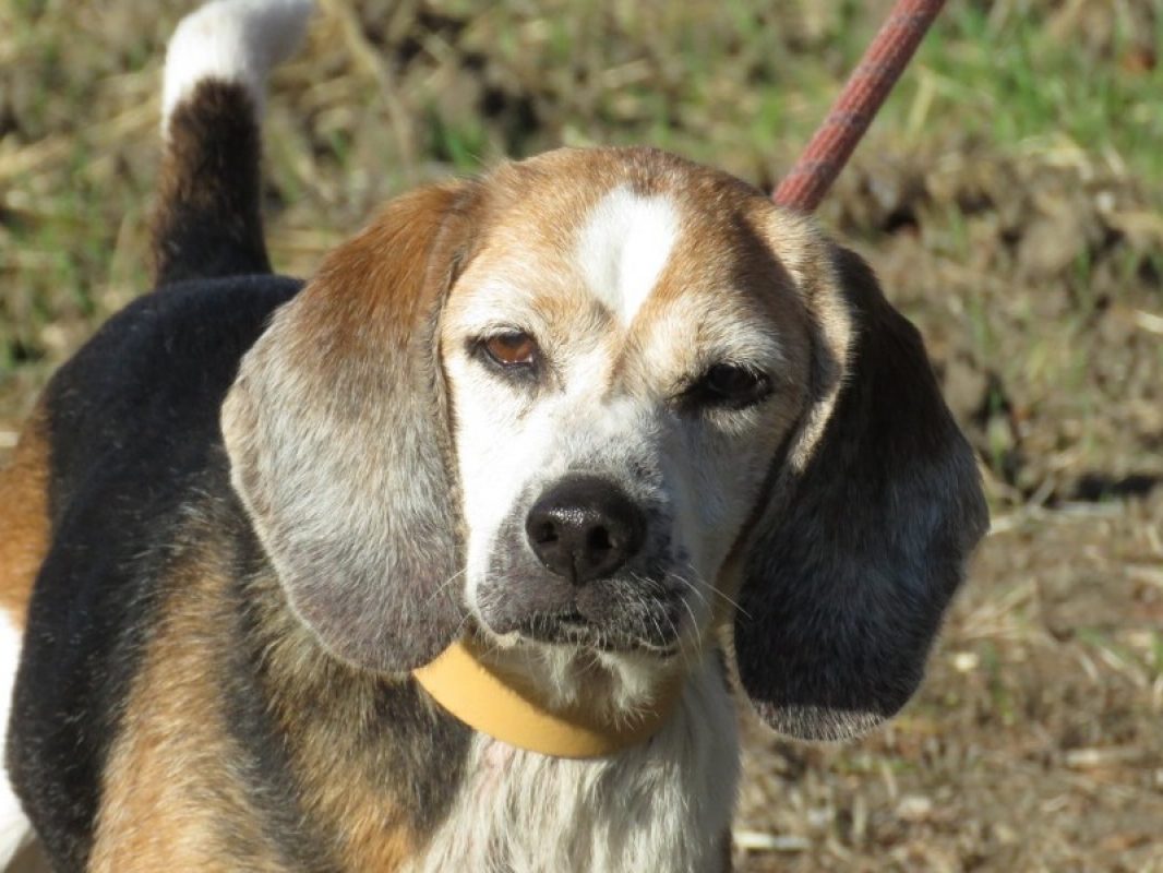 Junon - Chien Beagle à adopter