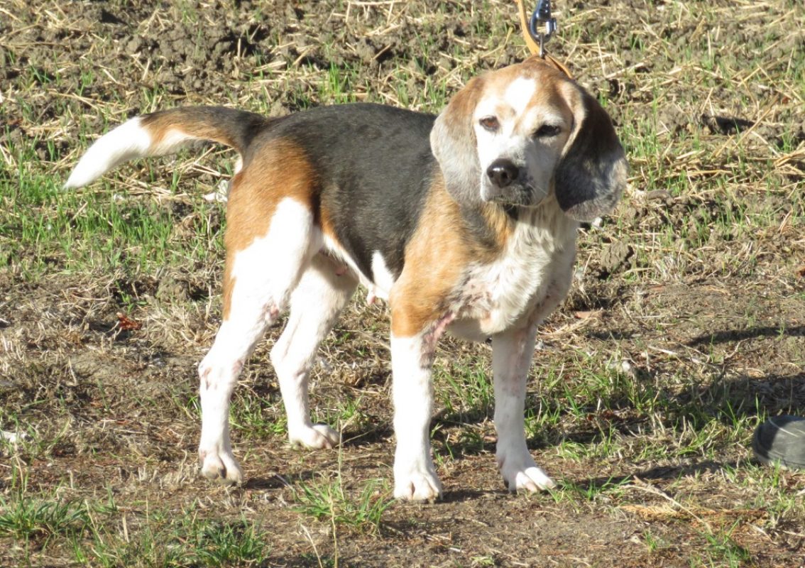 Junon - Chien Beagle à adopter - photo 2