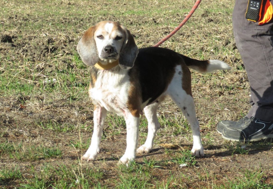 Junon - Chien Beagle à adopter - photo 3