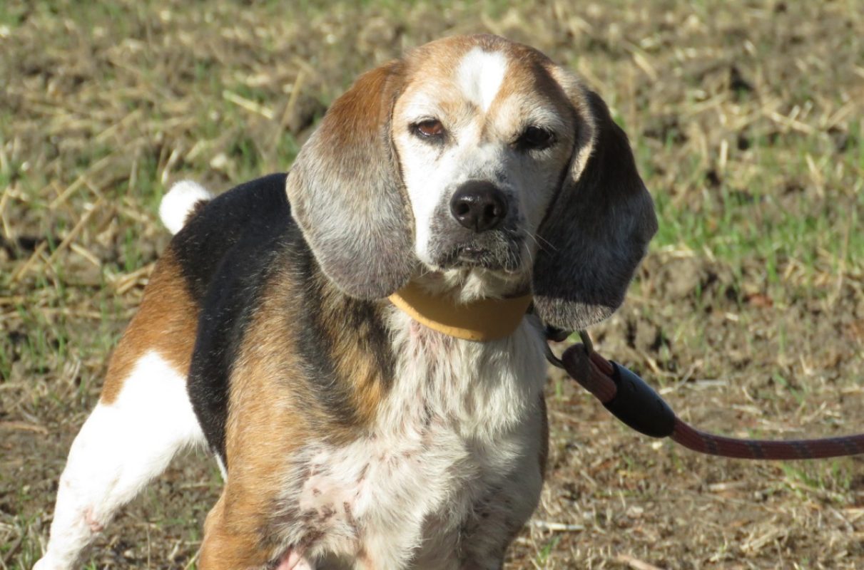Junon - Chien Beagle à adopter - photo 4