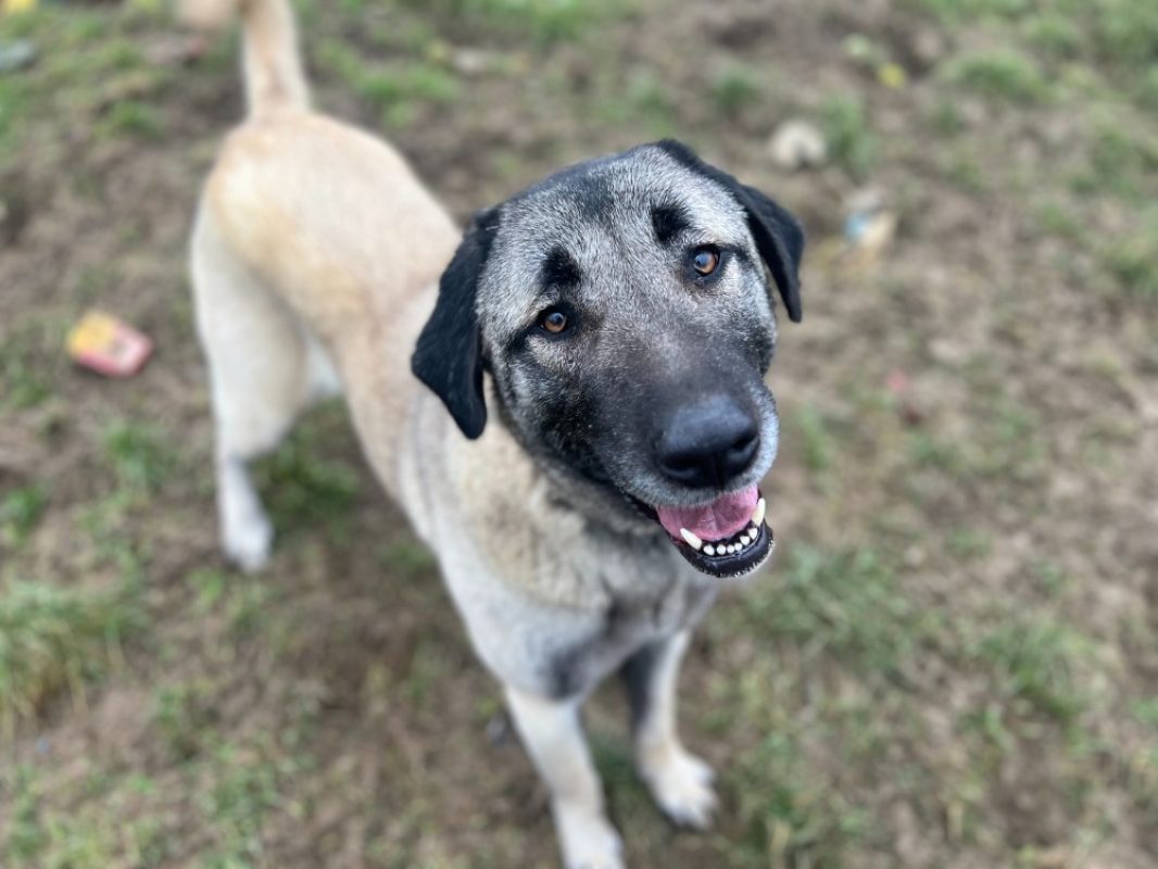 Taihina - Chien Berger d'Anatolie à adopter
