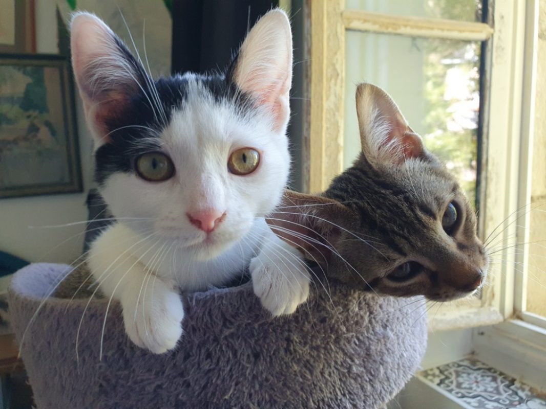 Manille - Chat Européen à adopter