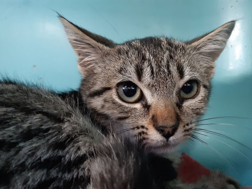 Mousse - Chat Européen à adopter