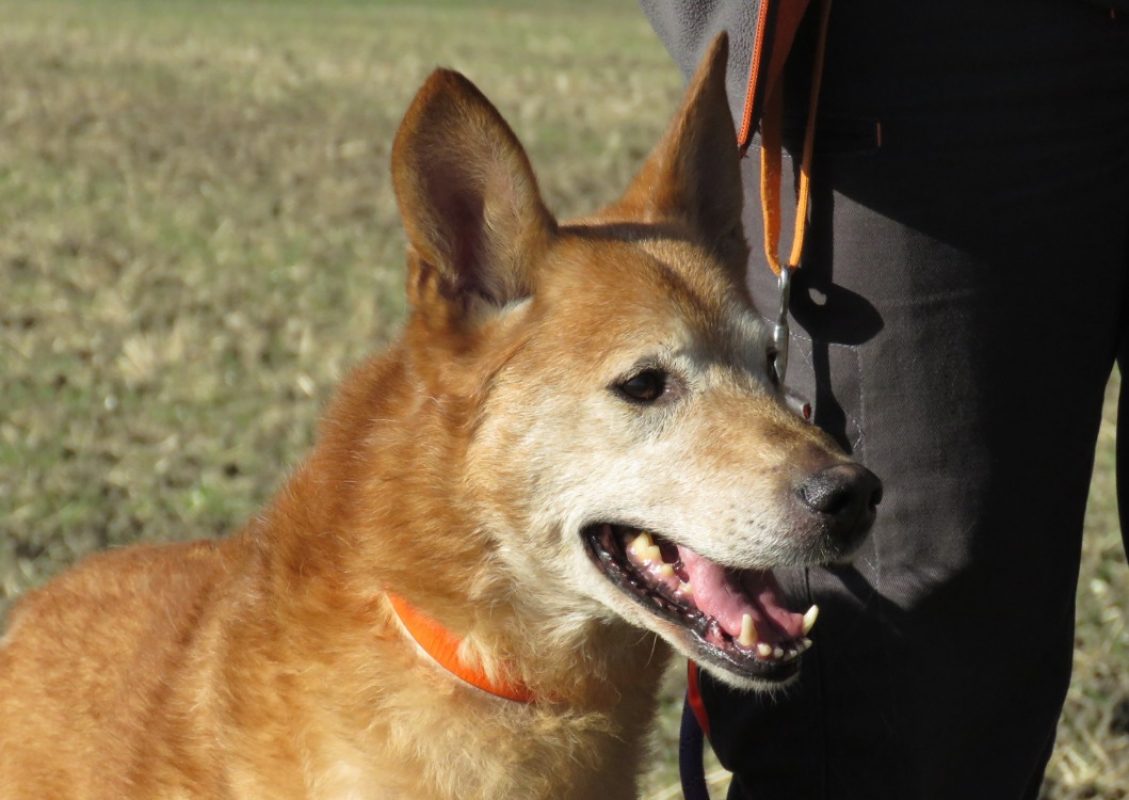 Scrappy - Chien Berger à adopter