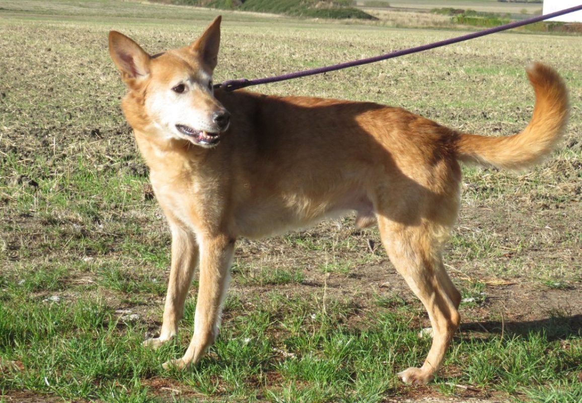 Scrappy - Chien Berger à adopter - photo 2